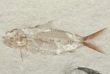 Fossil Fish (Nematonotus) & Shrimp - Lebanon #70322-1